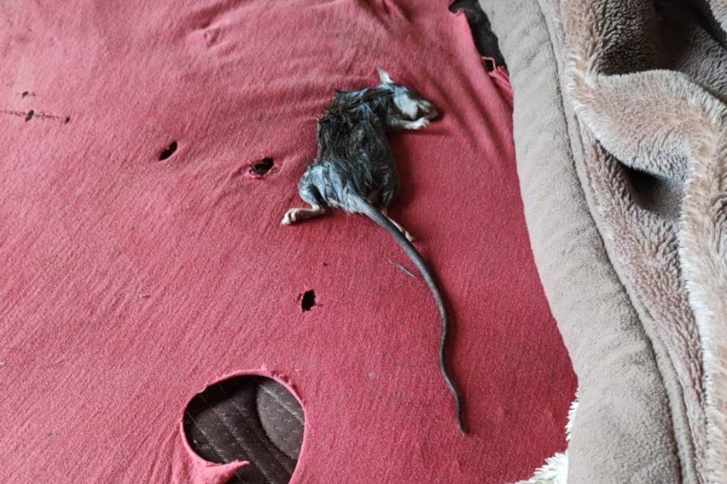 Moradores reclamam do aumento de ratos na Av. Manoel Florentino Machado