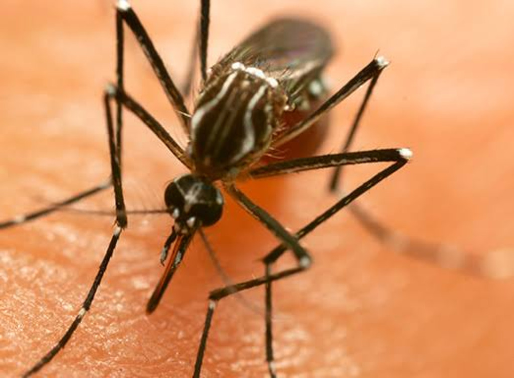 Sobe para 43 os casos confirmados de dengue em Canoinhas
