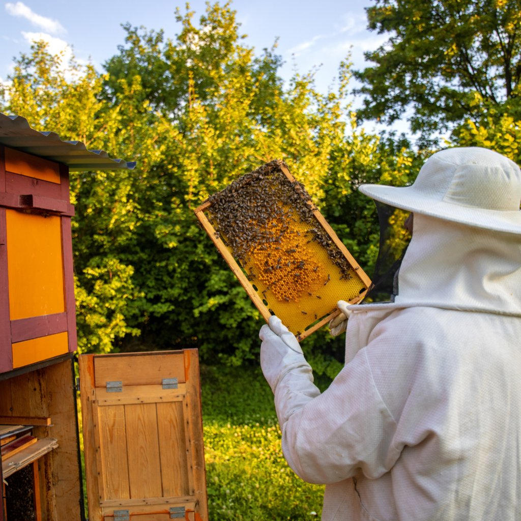 Freepik-Divulgação - A iniciativa reforça a importância das abelhas