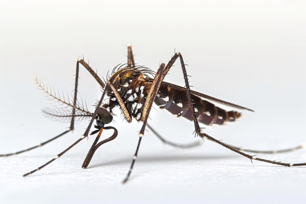 196 casos de dengue em Pinhalzinho