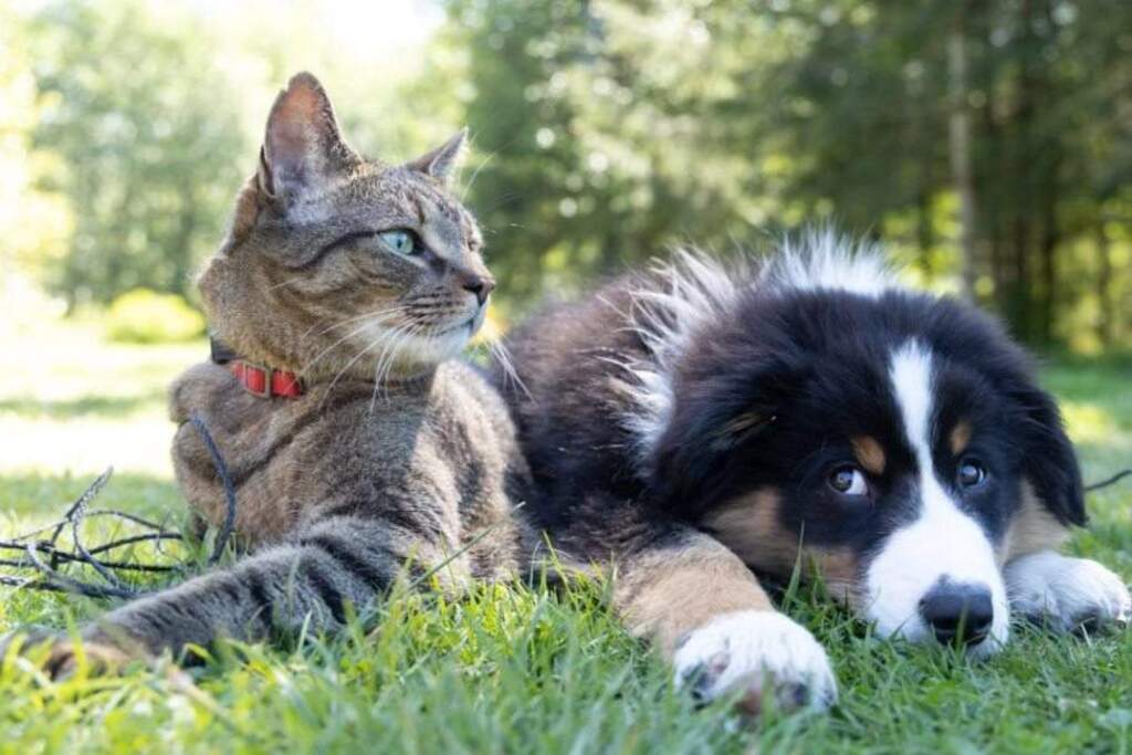 Controle de infecções bacterianas devolve saúde e bem-estar a cães e gatos