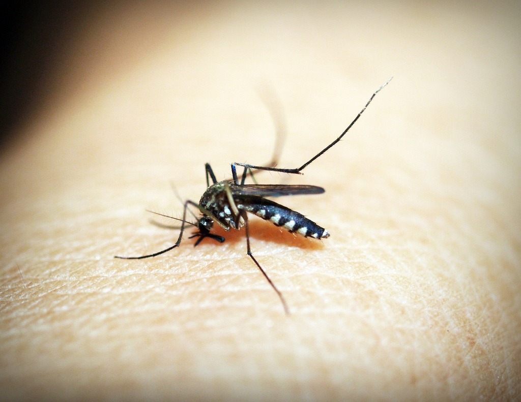 Dengue cresce em Modelo