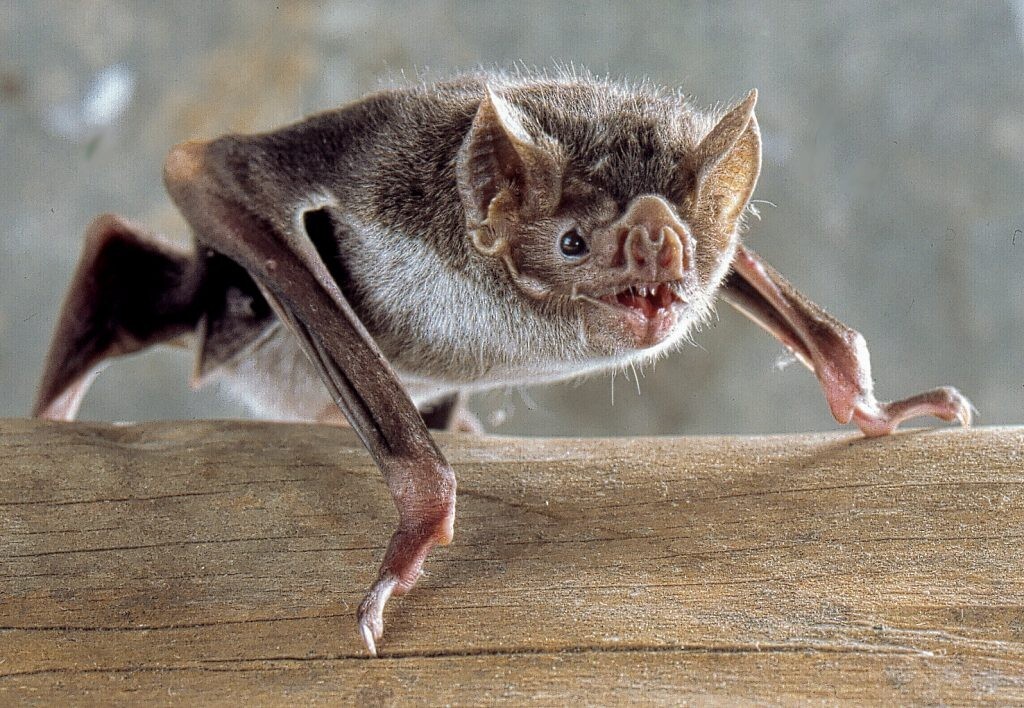 Morcegos com raiva são encontrados no Capão do Leão; episódio requer atenção, mas não foge à normalidade