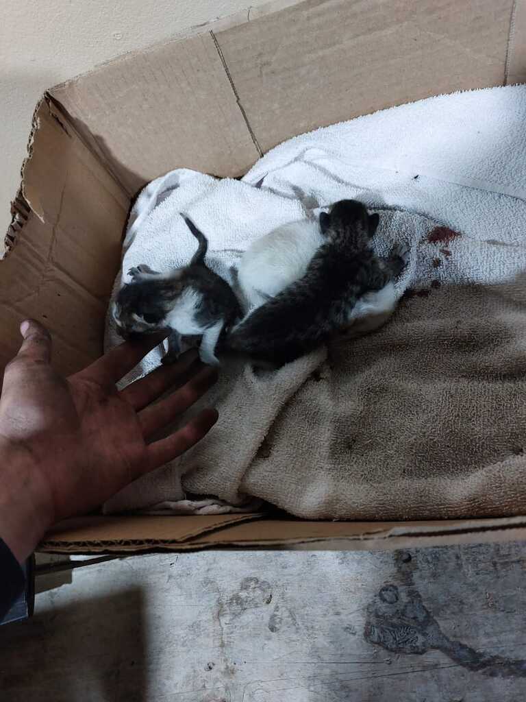 Bombeiros resgatam gatos presos em churrasqueira, em Salete