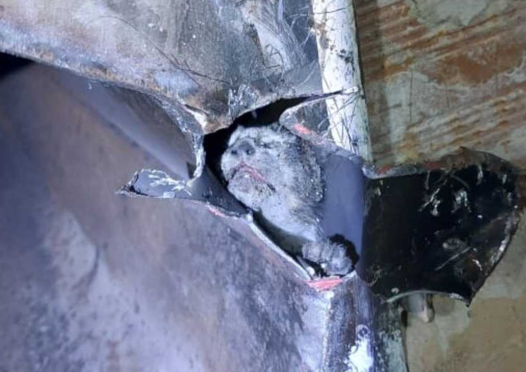 Bombeiros resgatam gatos presos em churrasqueira, em Salete