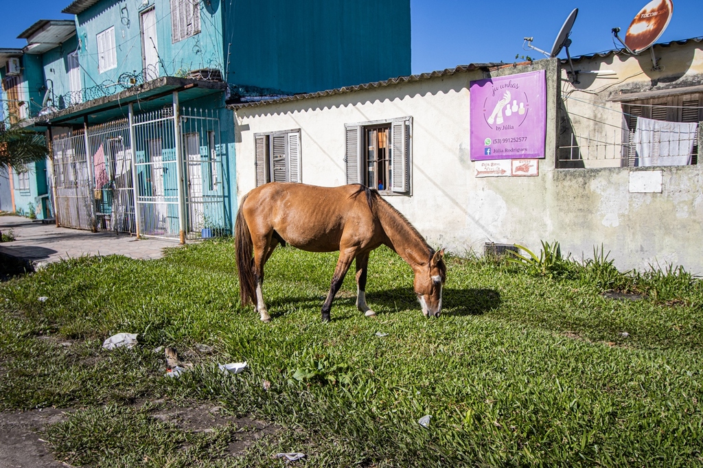 Cavalos soltos pela cidade assustam moradores pelo perigo de acidentes