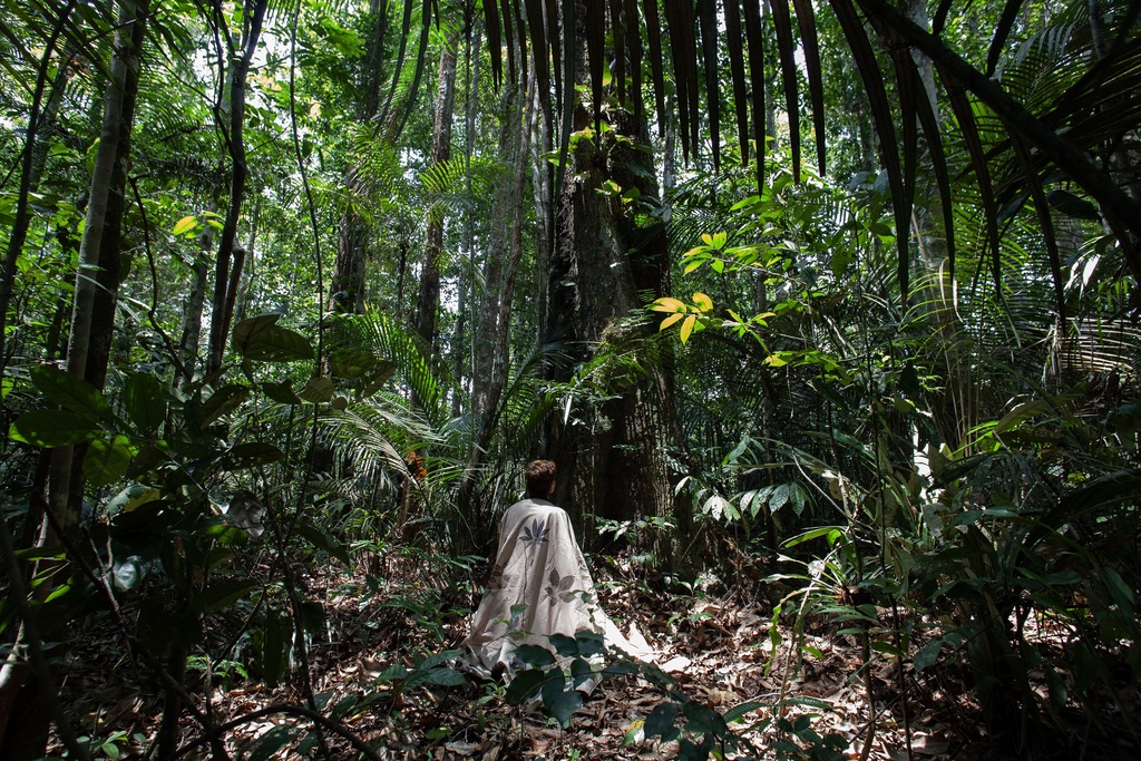 Encontros com nove árvores amazônicas é tema de exposição inédita em Florianópolis