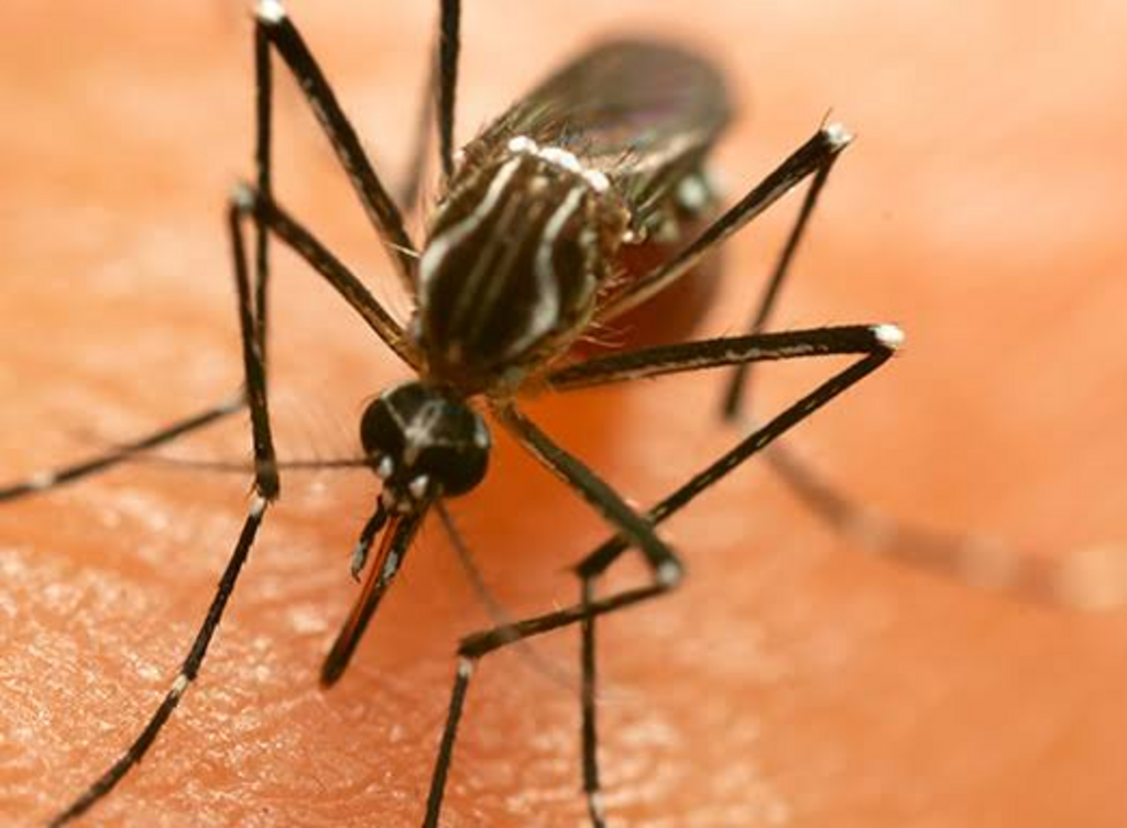 Secretaria do Meio Ambiente de Canoinhas alerta sobre a importância da limpeza dos terrenos no combate à dengue