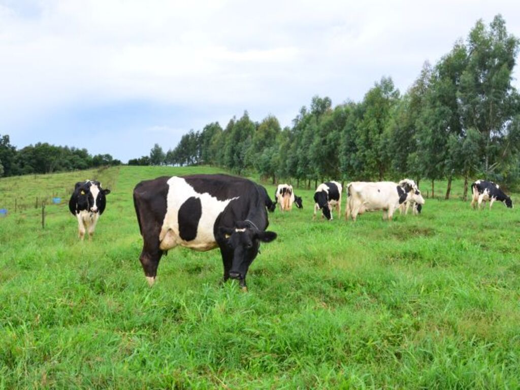 Uso de pastagens perenes pode reduzir a emissão de gases de efeito estufa na pecuária