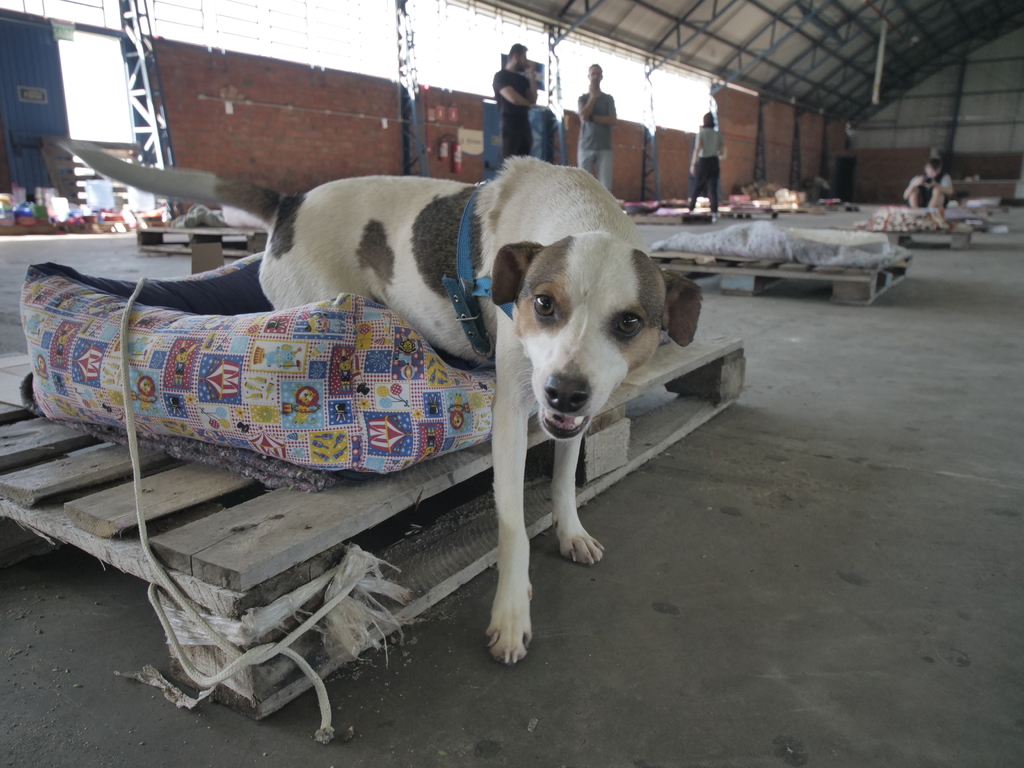título imagem Rede de apoio para animais resgatados pede doações em Santa Maria; veja o que doar