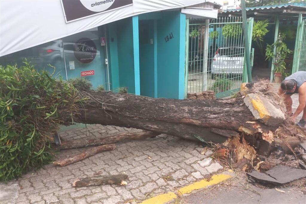 Árvore cai em rua do Centro e atinge estabelecimento comercial