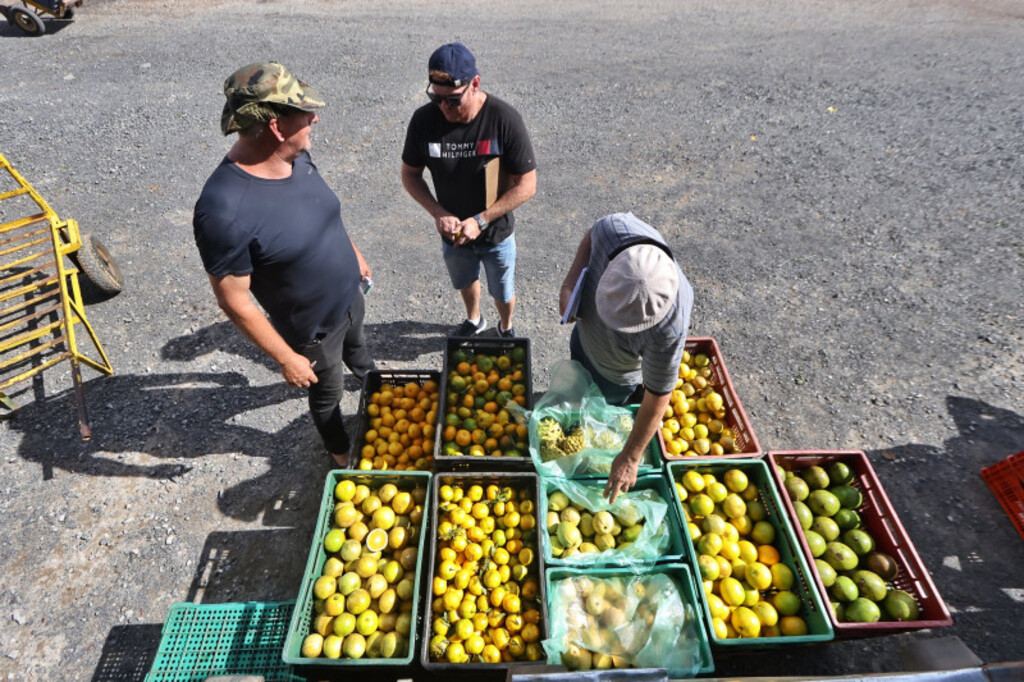 Lauro Alves/Secom - A Ceasa tem papel fundamental na reativação do abastecimento de alimentos à população