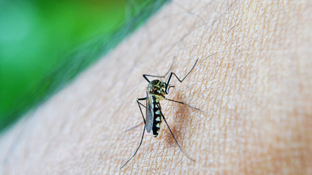Dengue dispara e Santa Catarina ultrapassa 150 mortes pela doença