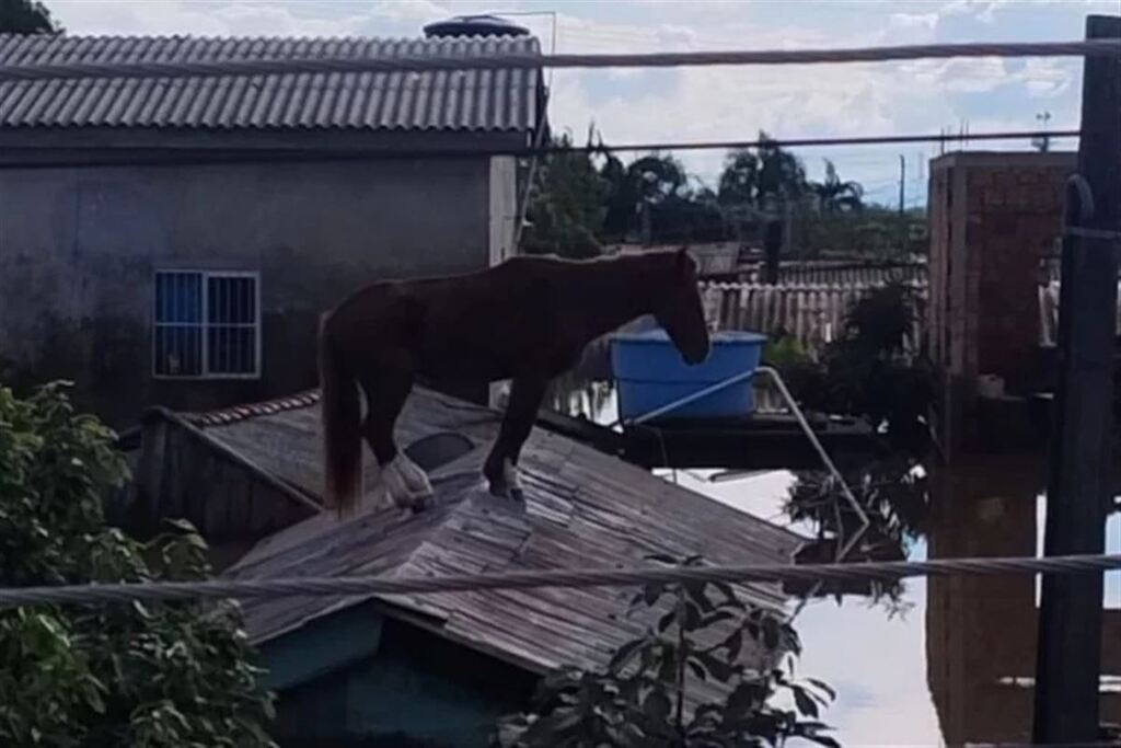 Cavalo é resgatado após passar dias ilhado em cima de telhado em Canoas