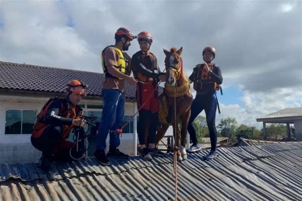 Cavalo resgatado sobre telhado de casa inundada em Canoas está em hospital veterinário