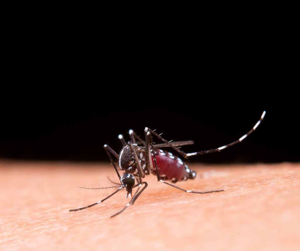 Combata a dengue: elimine os criadouros e proteja sua saúde