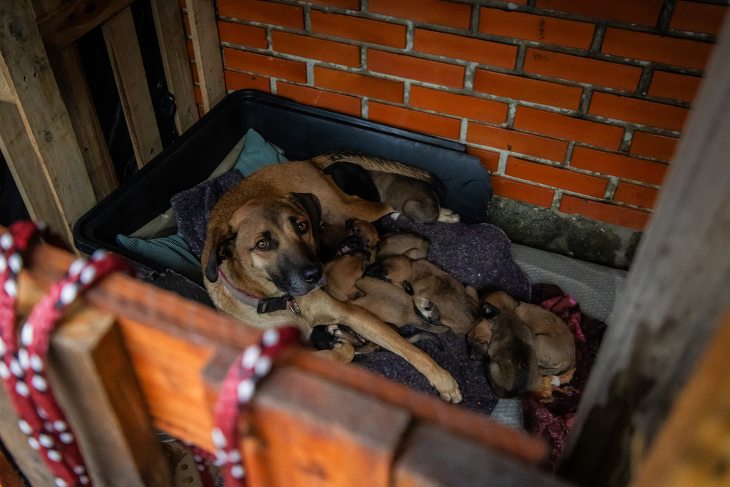 Foto: Volmer Perez - DP - Rural é o único local que recebe apenas cães