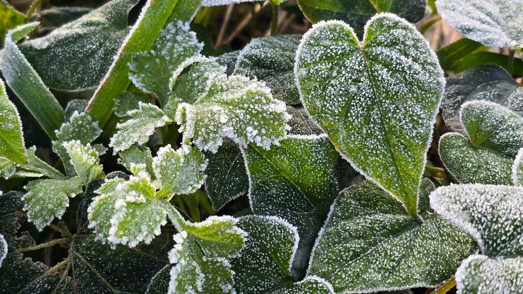 Santa Catarina tem amanhecer com geada e temperaturas negativas