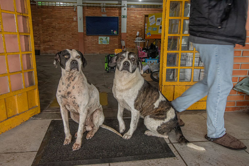 Volmer Perez - DP - O abrigo acolhe 332 cães errantes (abandonados ou em situação de rua) e 137 animais de grande porte