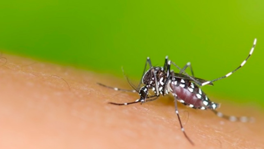 Boletim epidemiológico aponta aumento de casos de febre de chikungunya em Santa Catarina