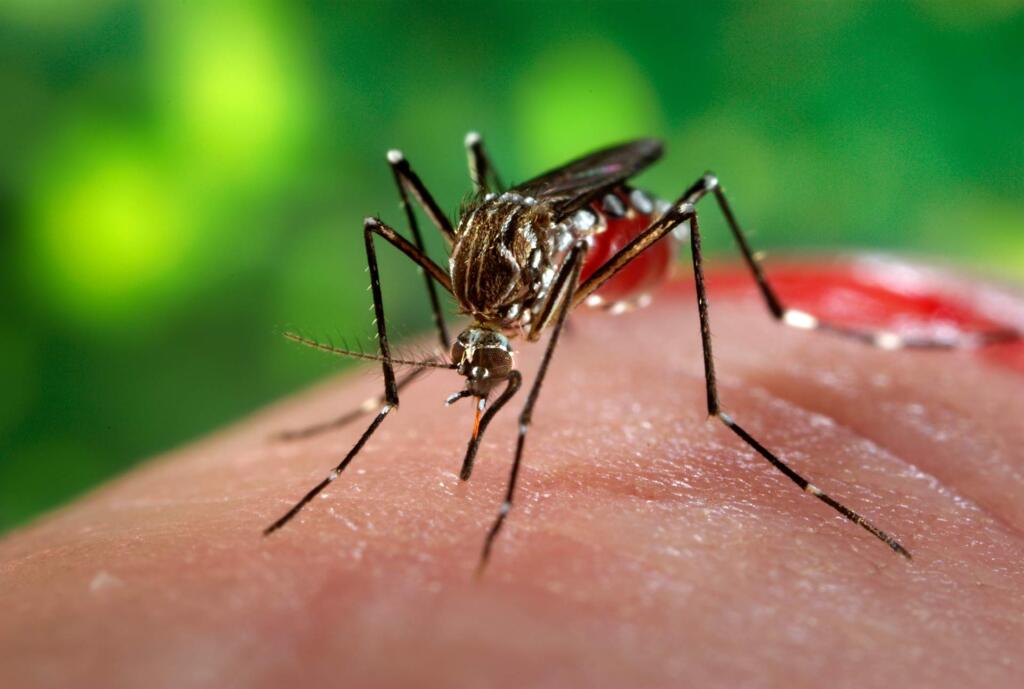 Vigilância Epidemiológica divulga boletim sobre situação da Dengue, Chikungunya e Zika vírus