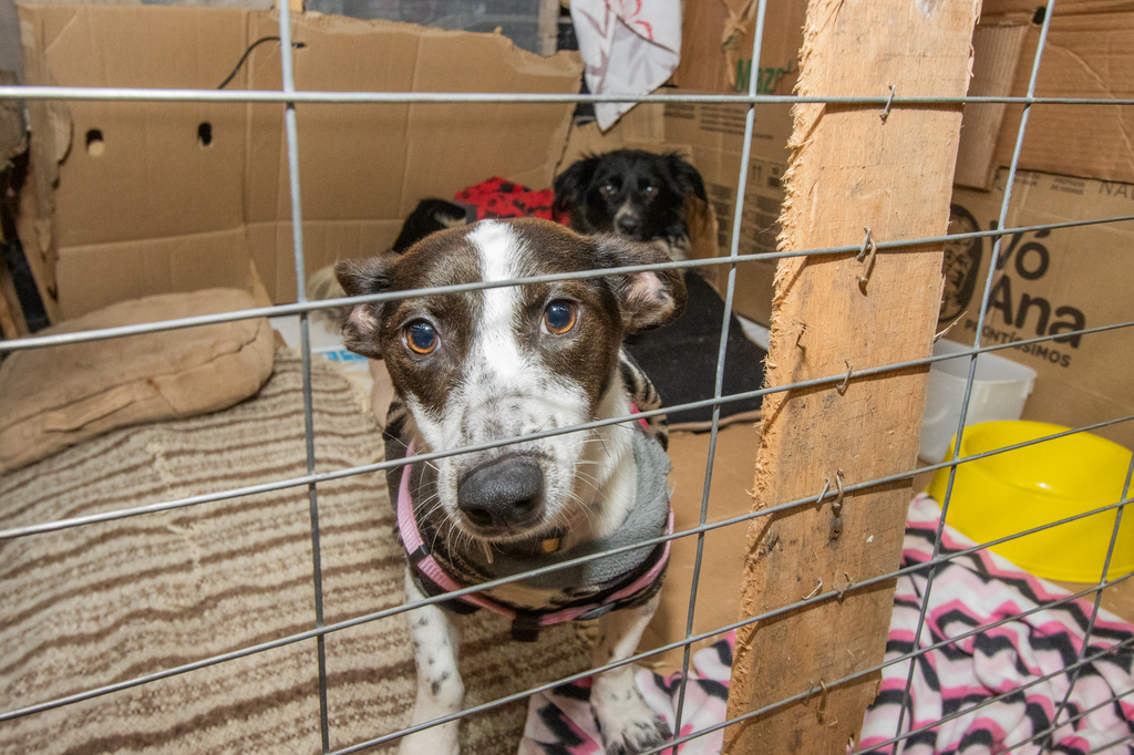 Município conta com adoções e lares temporários para a realocação de animais resgatados