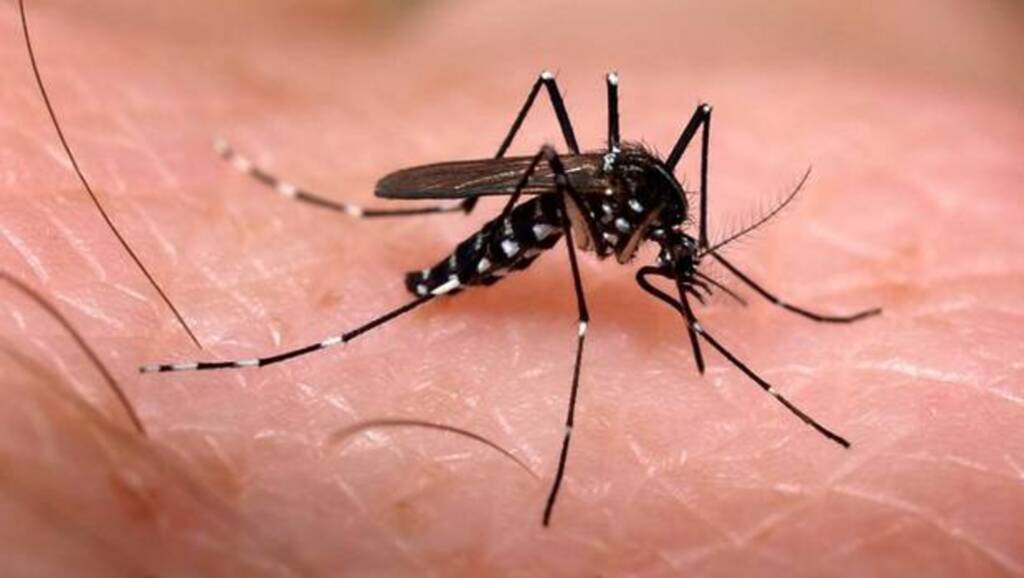 SC registra aumento de 18% nos casos de dengue em 2016