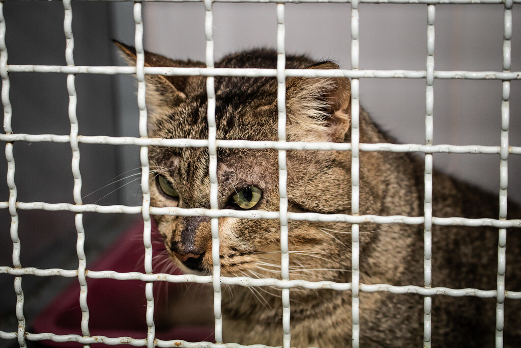 Foto: Michel Corvello - Ascom - Nos animais, essencialmente gatos, ferimentos na pele semelhantes à queimaduras são as principais características da doença, principalmente na cabeça e patas