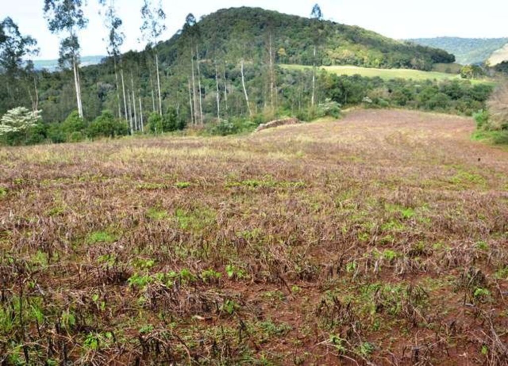 Prevenção a ferrugem da soja