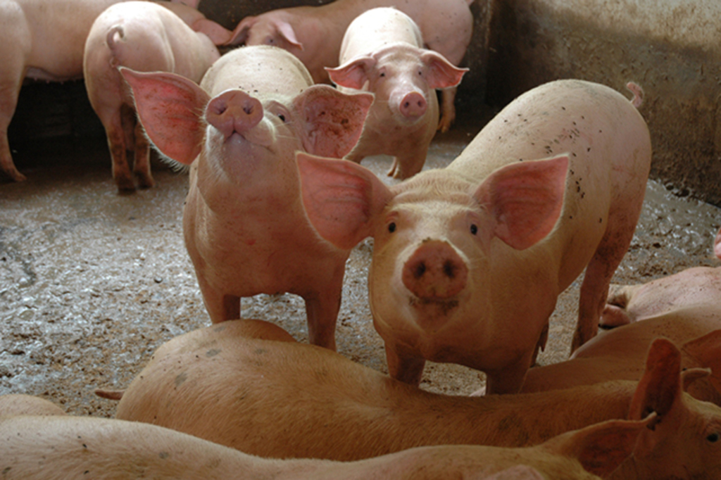 CUSTOS DE PRODUÇÃO DE FRANGOS DE CORTE E SUÍNOS