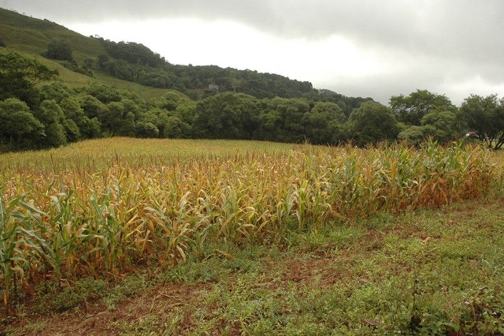 Governo investe R$55 milhões no seguro rural