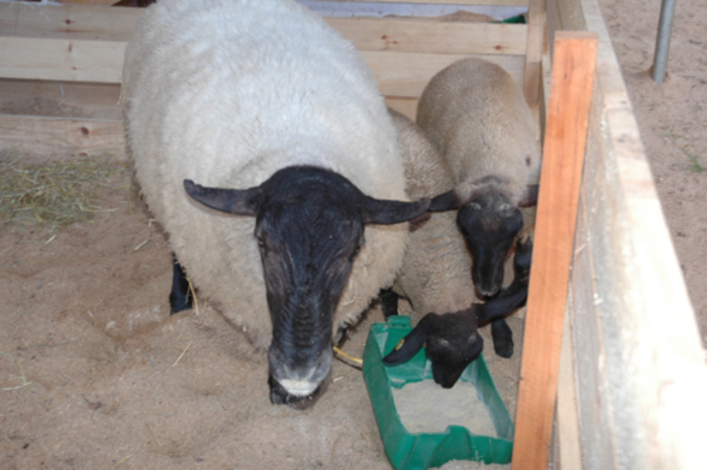 Produção de leite de ovinos é nova alternativa de fonte de renda