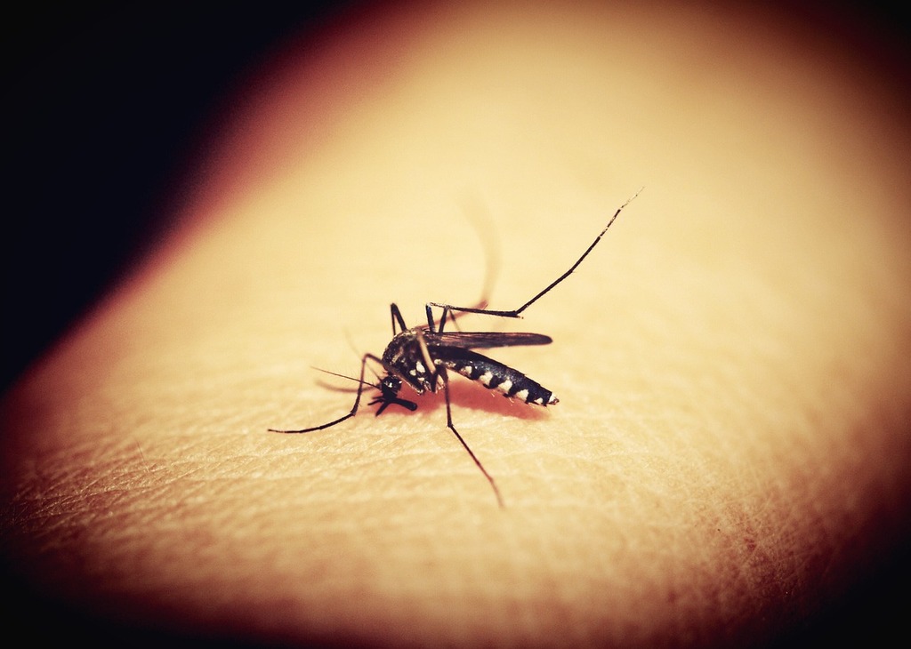 Morre primeira vítima de dengue em Pinhalzinho