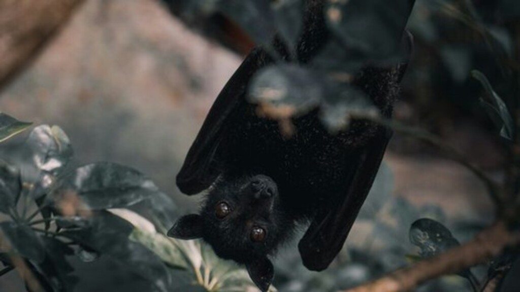 Biólogos brasileiros investigam quais vírus de morcegos infectam humanos