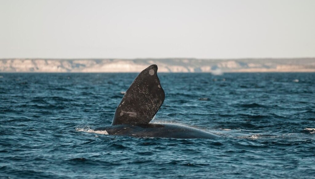 Elas chegaram; primeira baleia da temporada 2024 é avistada