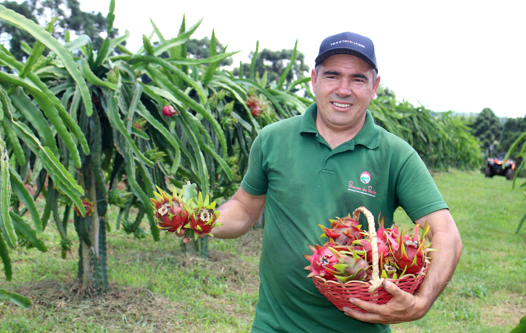 Pitaya: nasce um bom negócio na Serra Catarinense