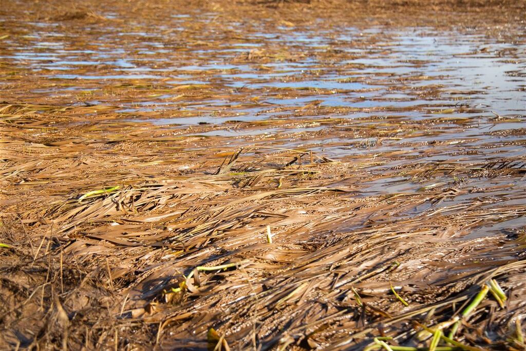 Fotos: Beto Albert (Diário) - lavoura encharcada de arroz.