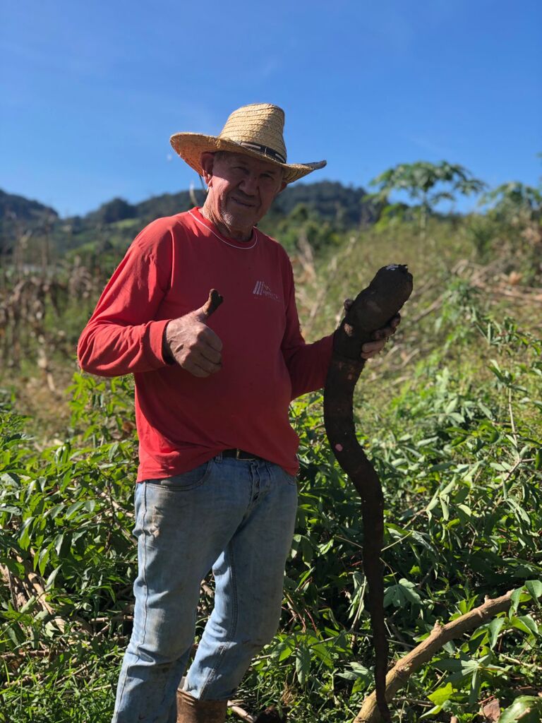 Agricultor de Saltinho colhe mandioca de 35 kg