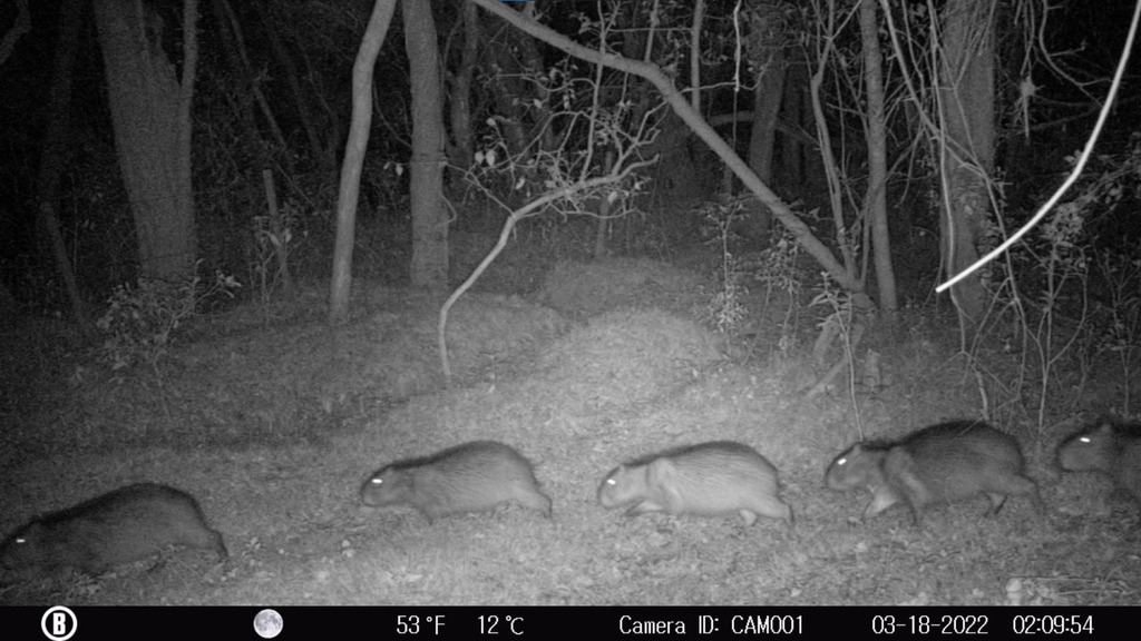 Divulgação Ecosul - Entre as espécies mais avistadas estão o veado-virá, a capivara, o tatu-galinha, o graxaim-do-mato e o gato-maracajá