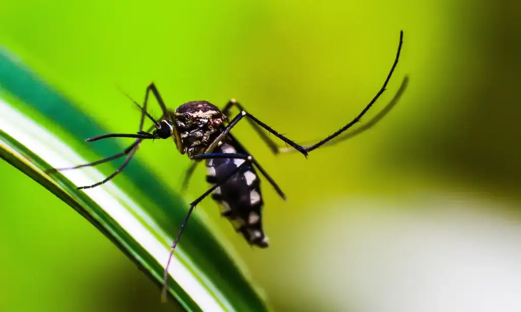 título imagem Número de mortes por dengue sobe para nove em Santa Maria