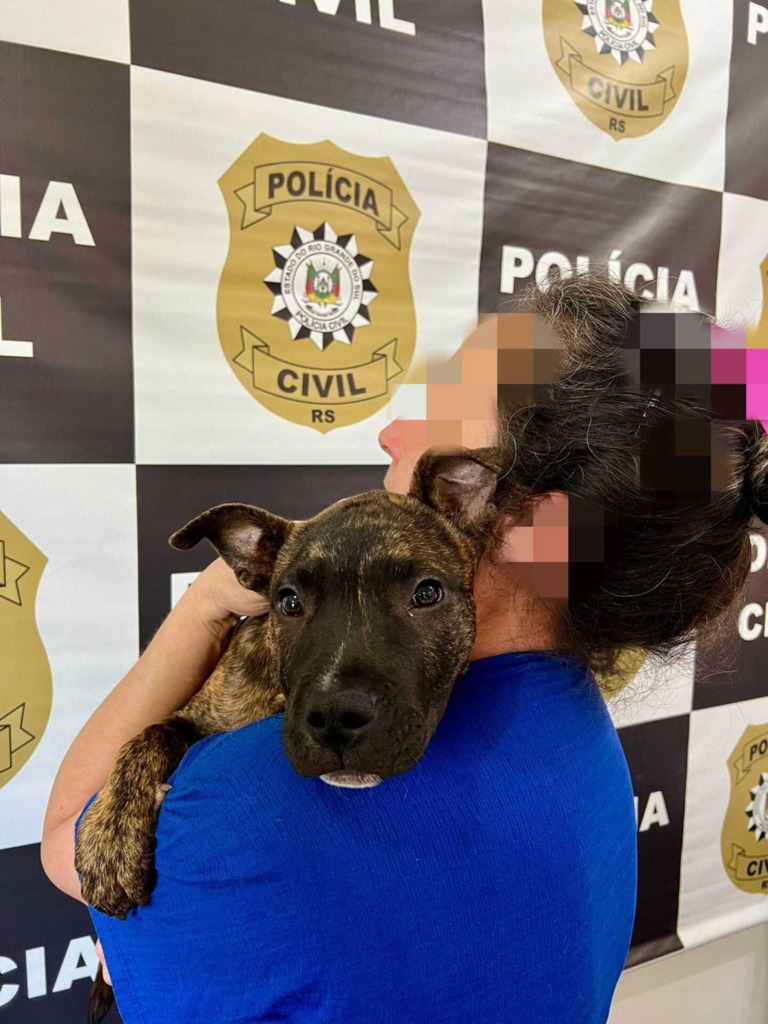 título imagem Polícia recupera cachorro Pitbull que havia sido furtado em maio em Santa Maria