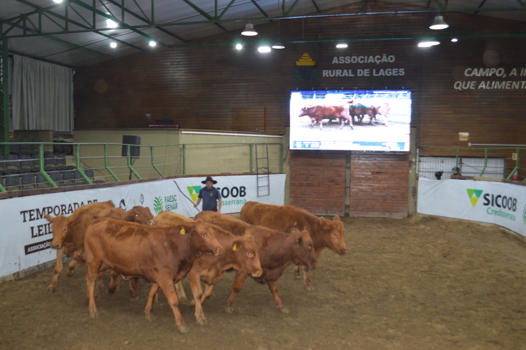 Feira de Inverno encerra primeiro semestre de leilões no Conta Dinheiro