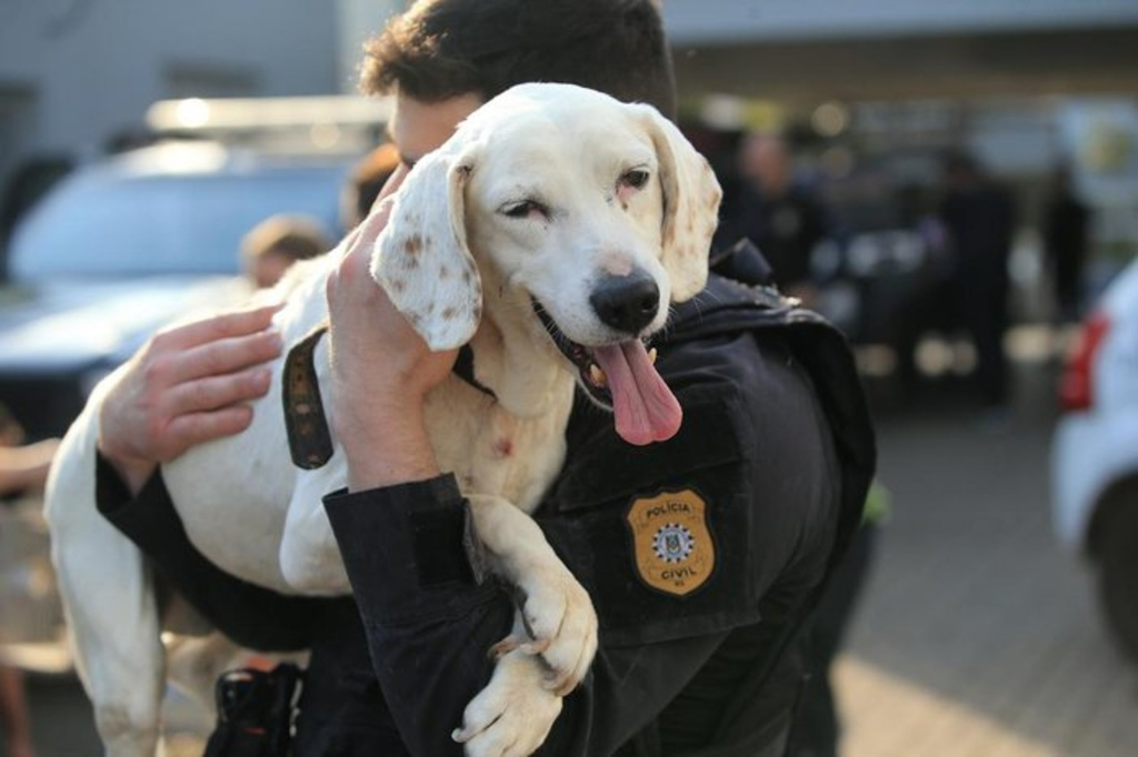 Foto: Ronaldo Bernardi/Agencia RBS... - Veja mais em https://www.4oito.com.br/noticia/policia-civil- - O curso acontecerá à distância, em parceria com a Divisão de Proteção Animal da Polícia Civil