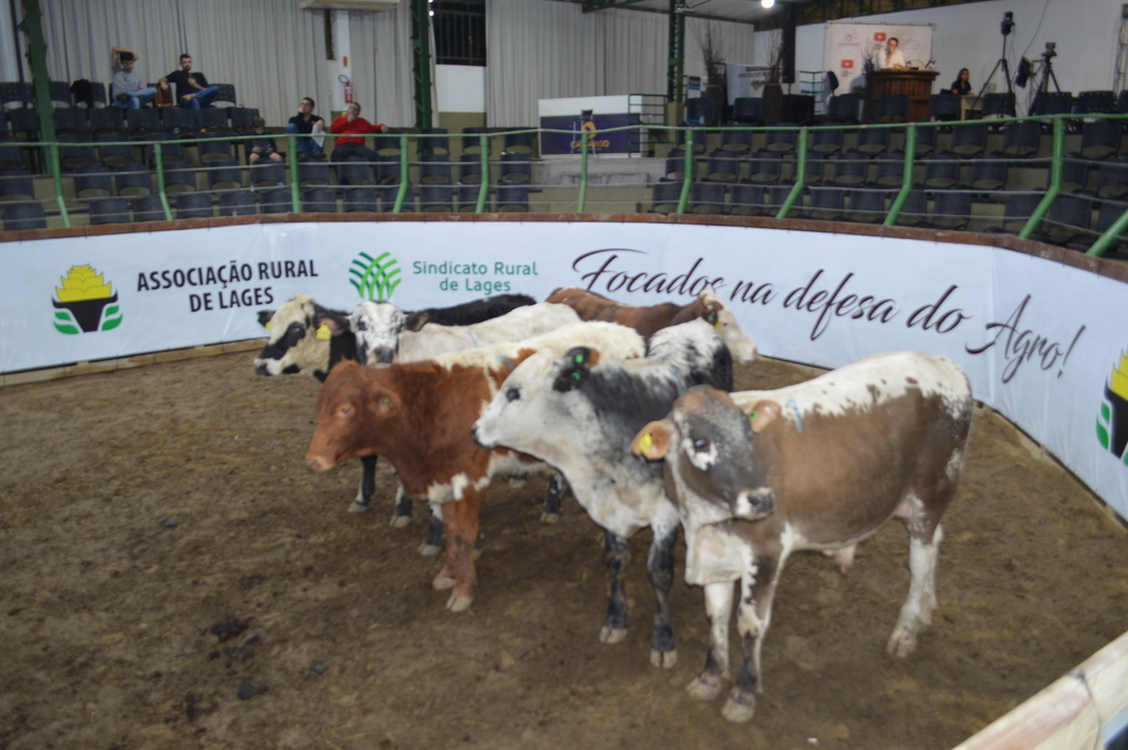 Feira de Inverno encerra primeiro semestre de leilões no Conta Dinheiro