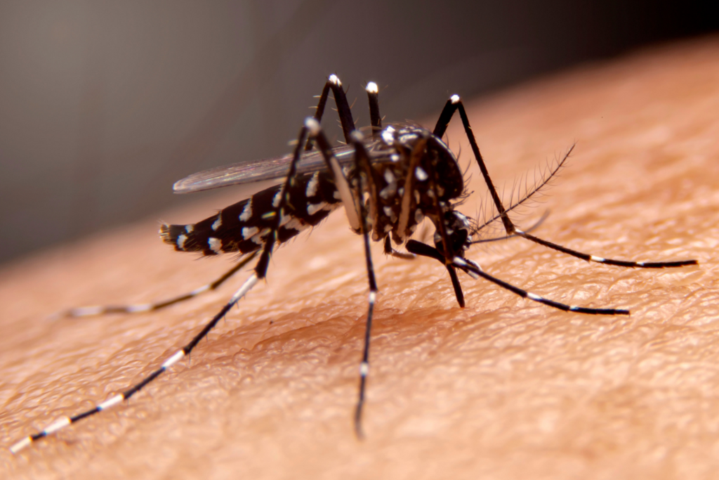 Sobe para 11 o número de mortes por dengue em Santa Maria