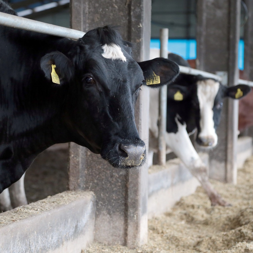 Programa Leite Bom SC entra na fase de elaboração de projetos para financiamento de investimentos no meio rural