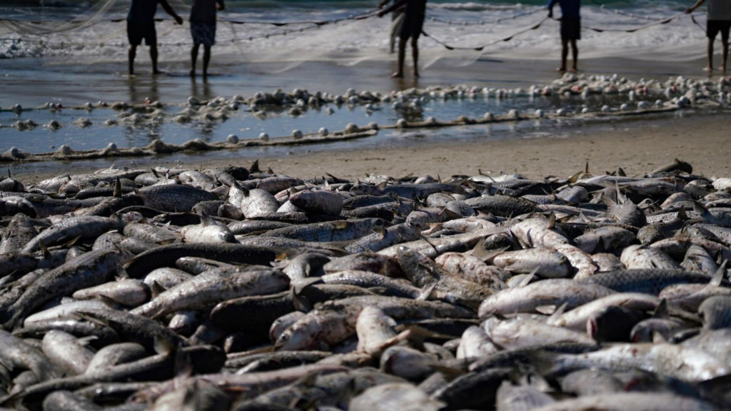 Pescadores artesanais de Santa Catarina capturam mais de 780 mil tainhas