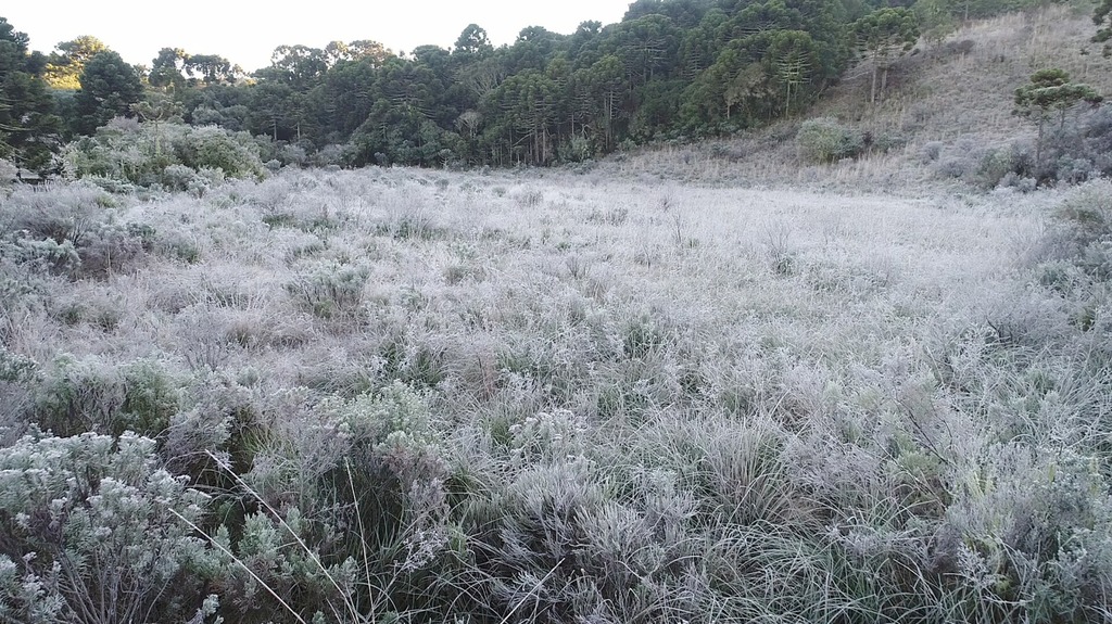 Klabin retira plantio de pinus de área no Vale do Caminhos da Neve