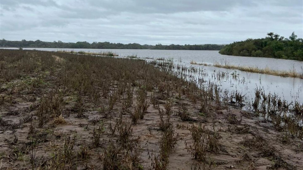 Perda na soja na região chega a R$ 1,4 bilhão devido às enchentes, informa Emater