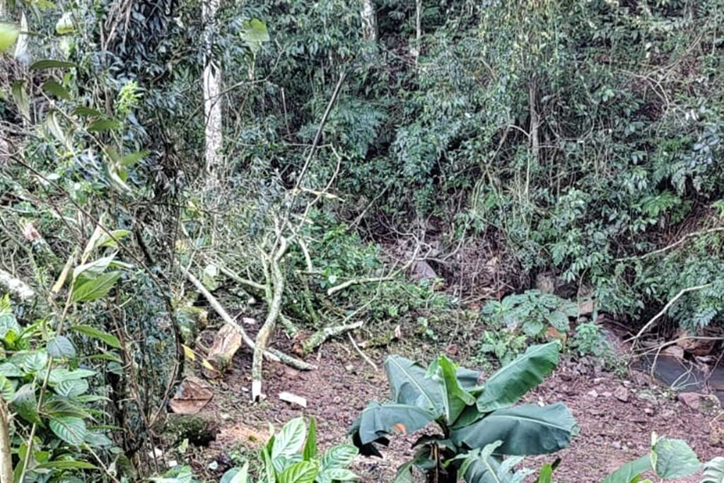 Idoso morre ao ser atingido por árvore em propriedade rural na região